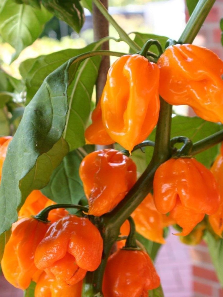 Семена Острый перец Trinidad scorpion orange, Бамбук Shop 5 семян