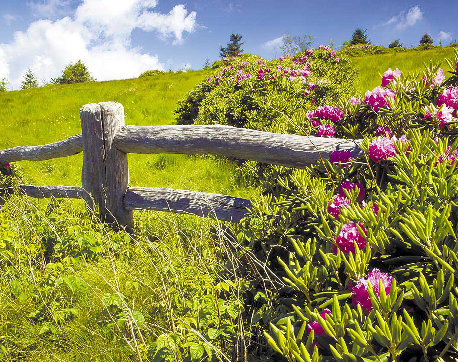 

Фотосетка для забора ЗД-0736, Голубой;зеленый;розовый