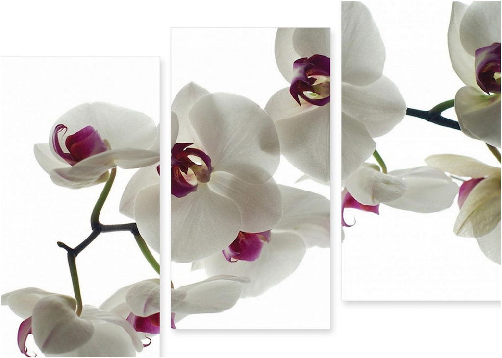 Картина модульная на холсте Модулка Белые орхидеи 90x67 см