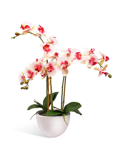 Орхидея Фаленопсис 3 ветки в кашпо Piano Gerard de ros
