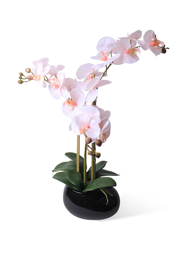 фото Орхидея фаленопис 3 ветки в керамическом кашпо камень черное gerard de ros