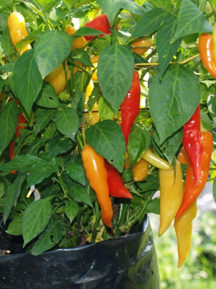 

Семена перец острый Aji piura Бамбук Shop Per140 1 уп., Aji piura