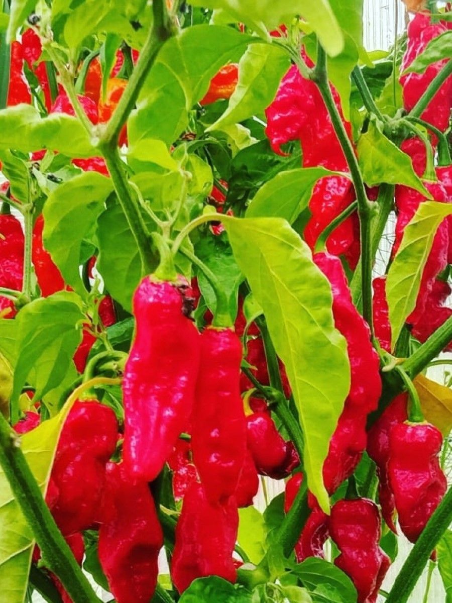 

Семена перец острый Trinidad x strain red Бамбук Shop Per84 1 уп., Trinidad x Strain red