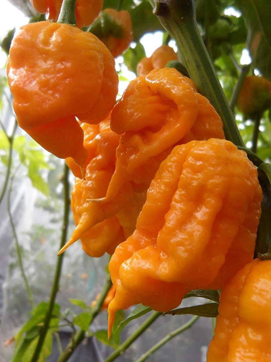 

Семена перец острый 7 pot primo orange Бамбук Shop Per150 1 уп., 7 pot Primo orange