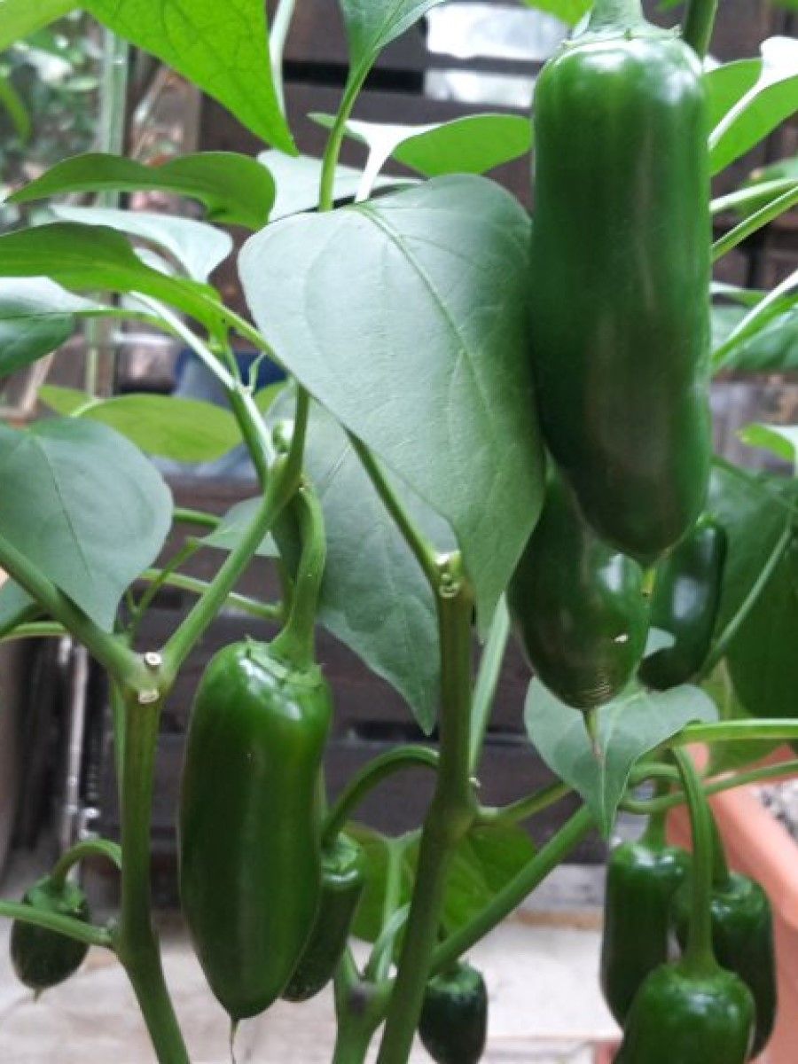 

Семена перец острый Jalapeno craigs grande Бамбук Shop Per135 1 уп., Jalapeno Craigs Grande