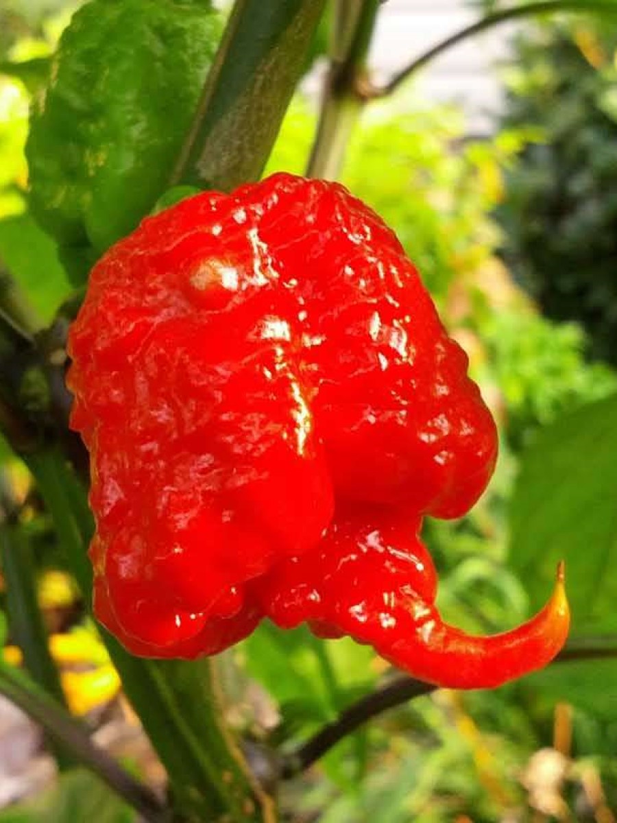 Семена Острый перец Carolina Reaper red, Бамбук Shop 5 семян