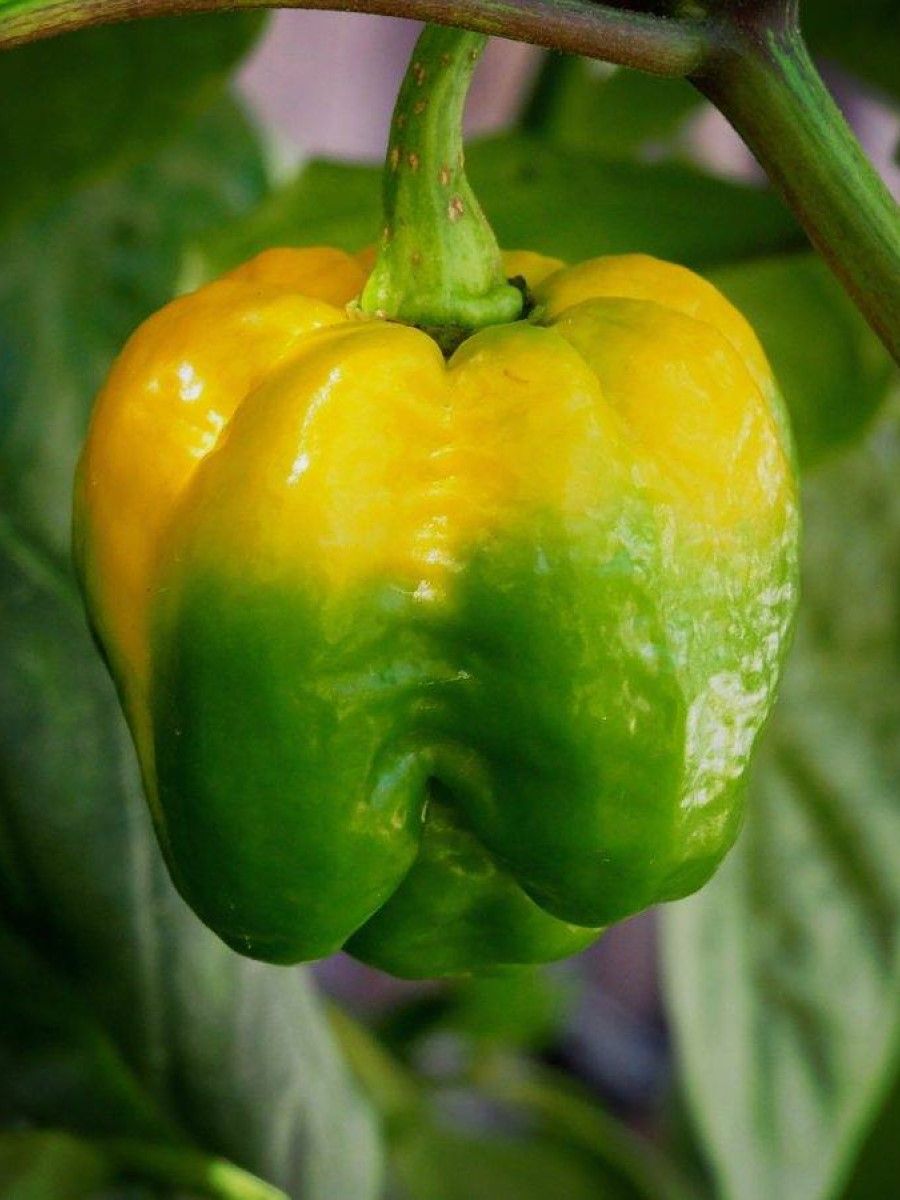 Семена перец острый Trinidad moruga scorpion yellow Бамбук Shop Per98 1 уп.