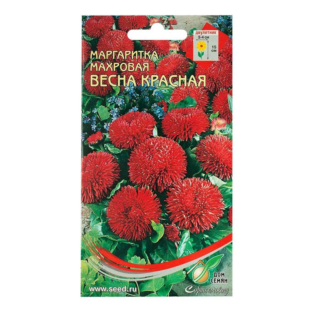 Маргаритки Семена Купить