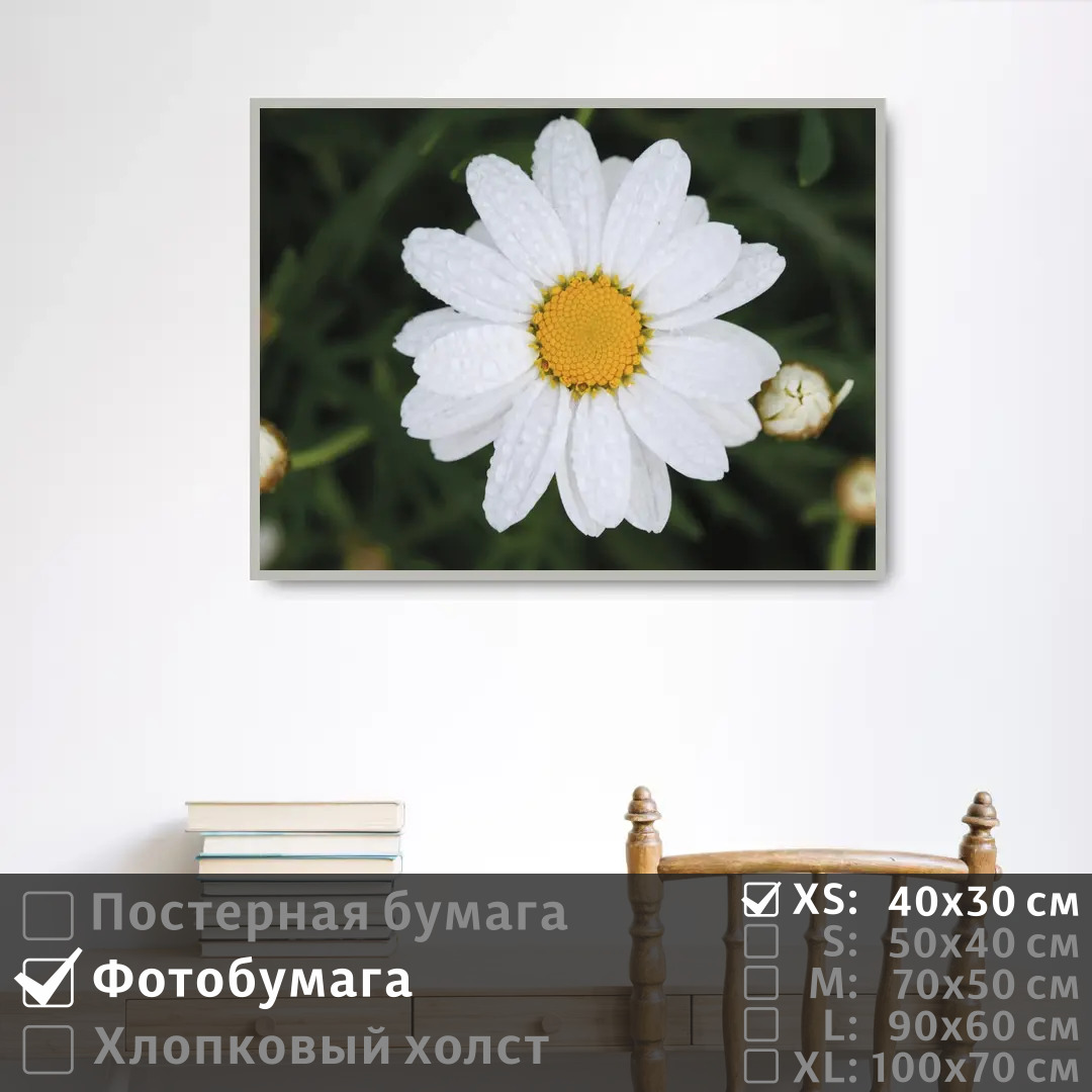 

Постер на фотобумаге ПолиЦентр Ромашка с каплями росы 40х30 см, РомашкаСКаплямиРосы