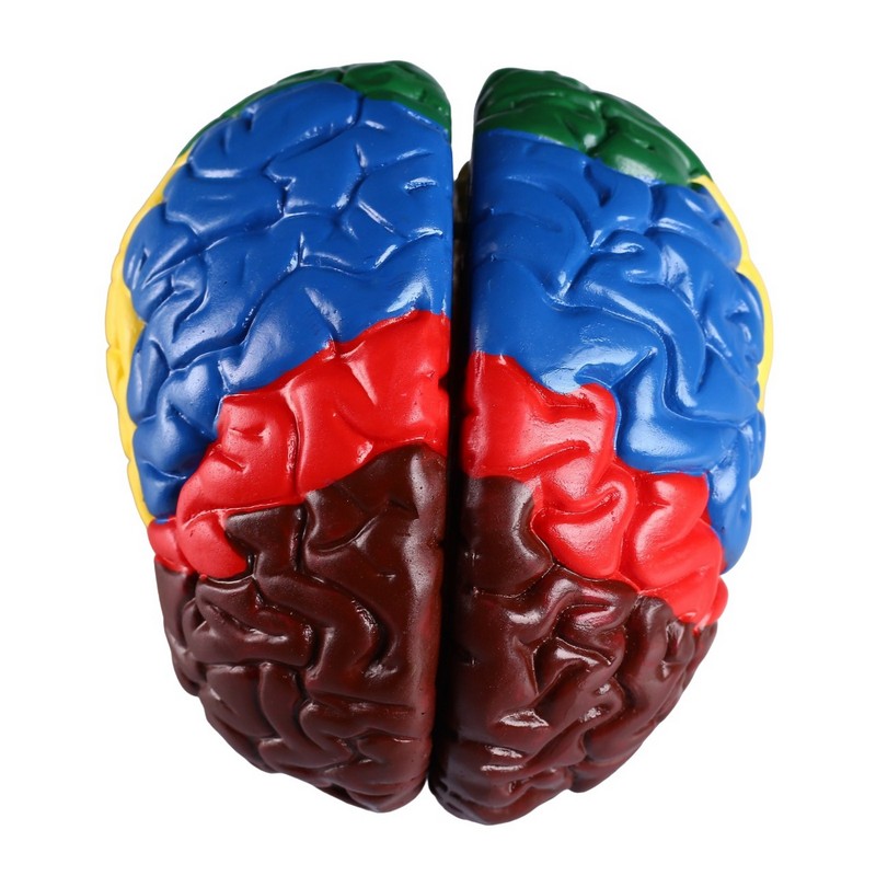 Мозг купить спб. Муляж мозга. Мозг человека муляж. Макет мозга. Мозги макет.