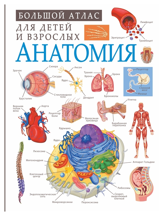 

Анатомия