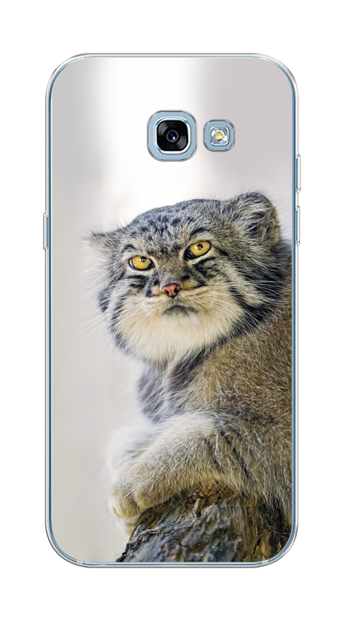 

Чехол на Samsung Galaxy A5 2017 "Кот манул 1", Серый;белый;желтый, 20650-1