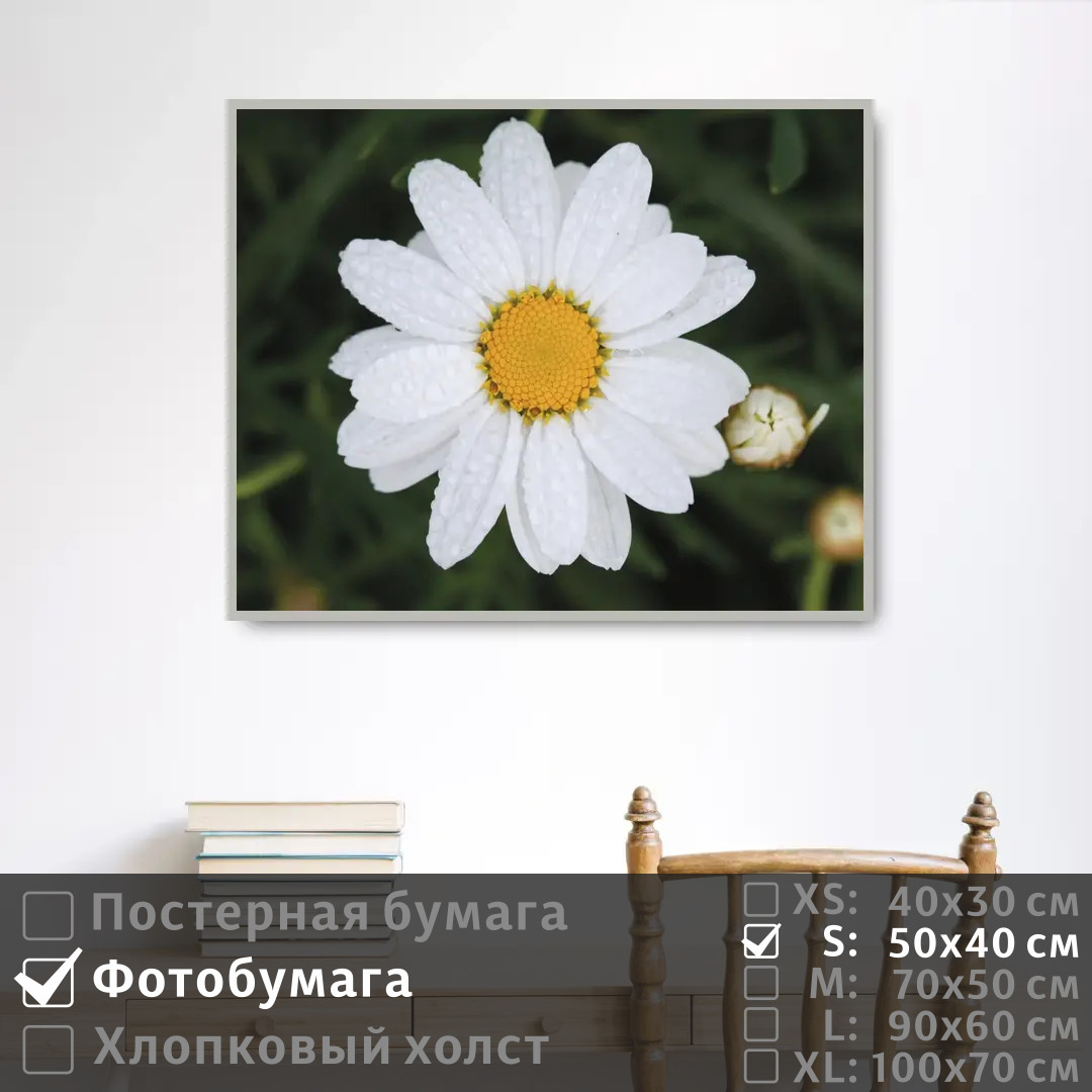 

Постер на фотобумаге ПолиЦентр Ромашка с каплями росы 50х40 см, РомашкаСКаплямиРосы