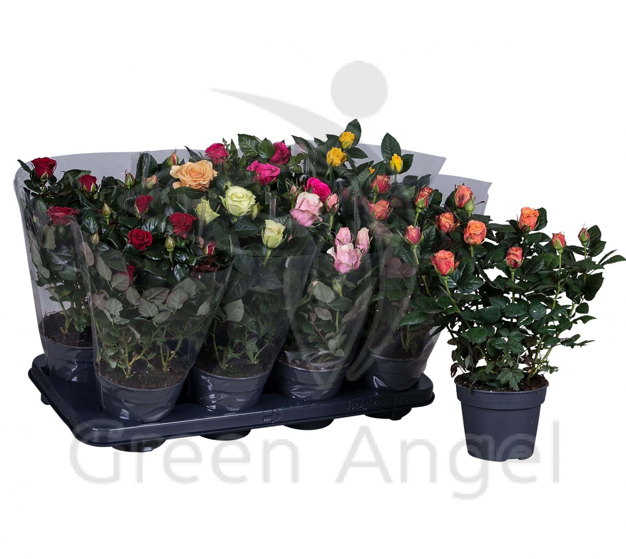

Роза Orangery patio mix 35 см Нидерланды в ассортименте