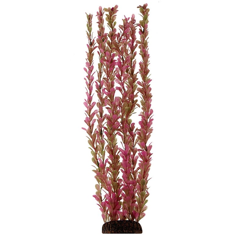 Растение Альтернантера Triol, 55 см