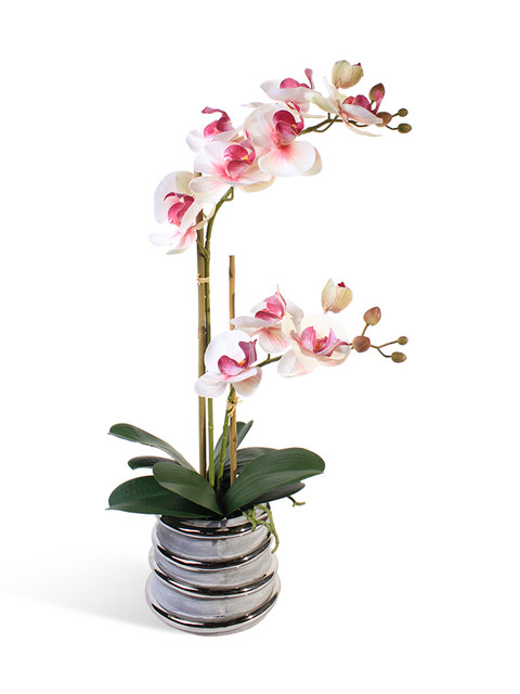 фото Орхидея фаленопсис 2 ветки в керамическом серебрянном кашпо gerard de ros