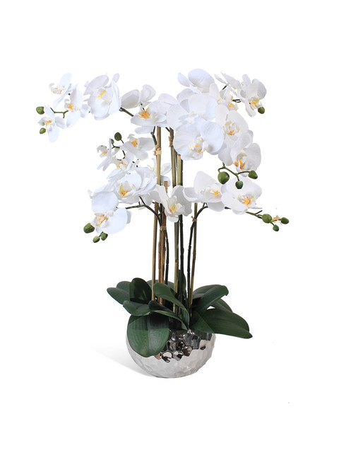 фото Орхидея фаленопсис 6 веток в керамическом серебрянном кашпо "соты" gerard de ros