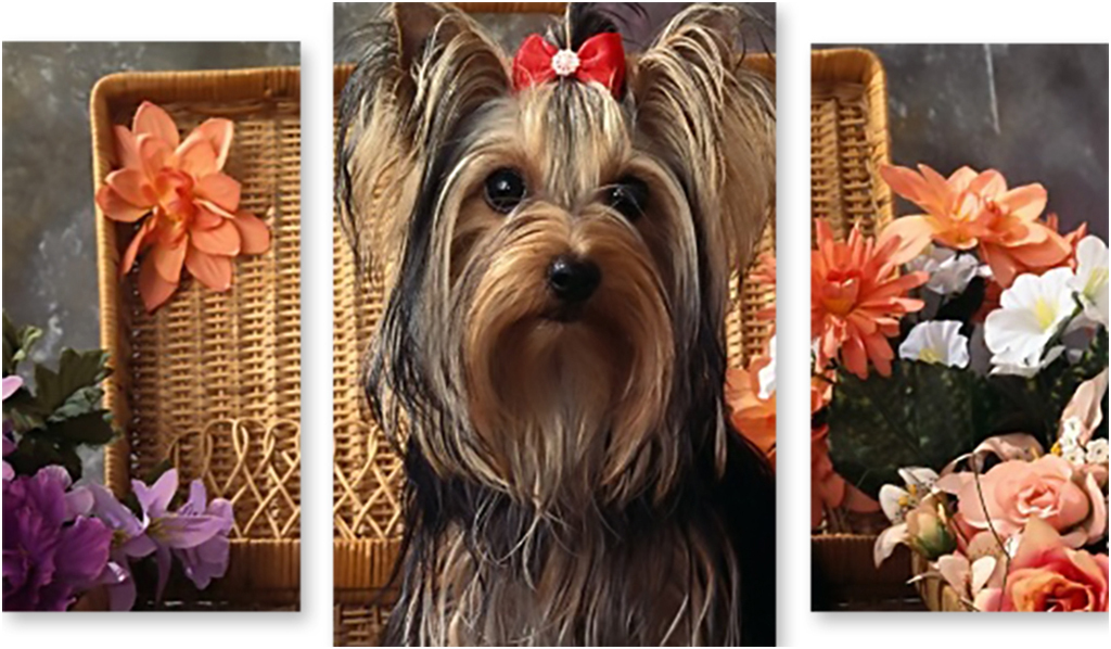 

Картина модульная на холсте Модулка Забавный йорк 90x56 см, 2049