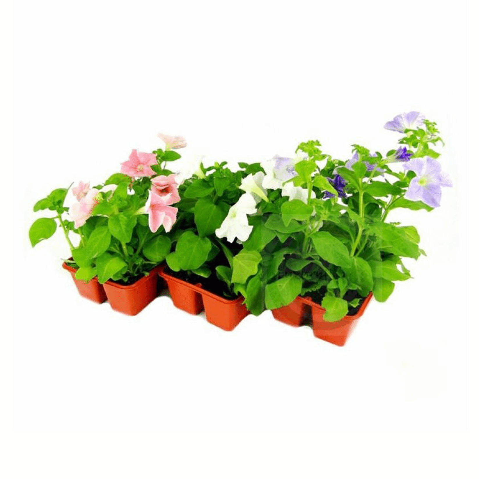 

Саженцы петуния 1 шт.