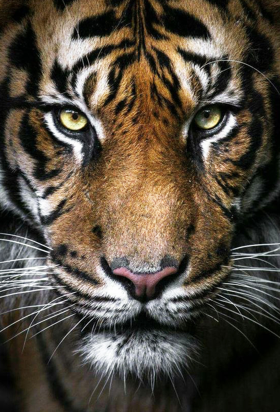 фото Алмазная мозаика гранни «вождь тигров» полная выкладка, 100х68 см, квадратные стразы