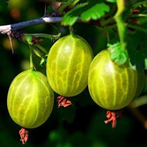 

Саженцы крыжовник Малахит AGROVIDA agrovida-2806ЗКС 1 шт.