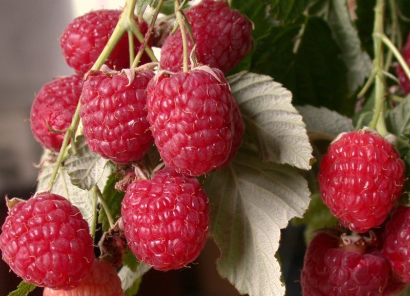 

Саженцы малина Метеор AGROVIDA agrovida-3685ЗКС 1 шт.