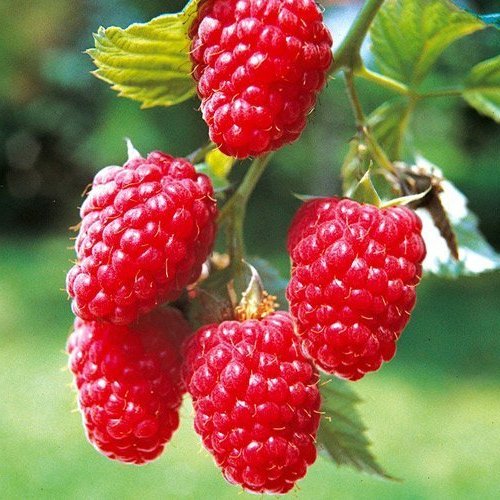 

Саженцы малина Таруса AGROVIDA agrovida-3701ЗКС 1 шт.