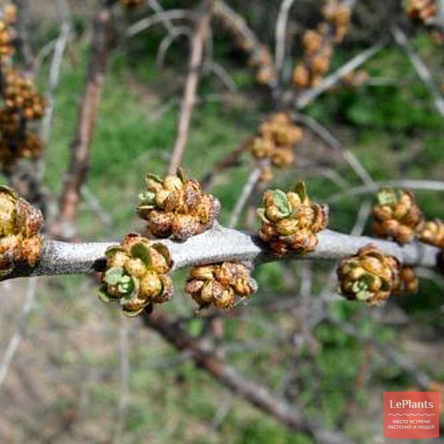 

Саженцы облепиха Алей AGROVIDA agrovida-3932ЗКС 1 шт.