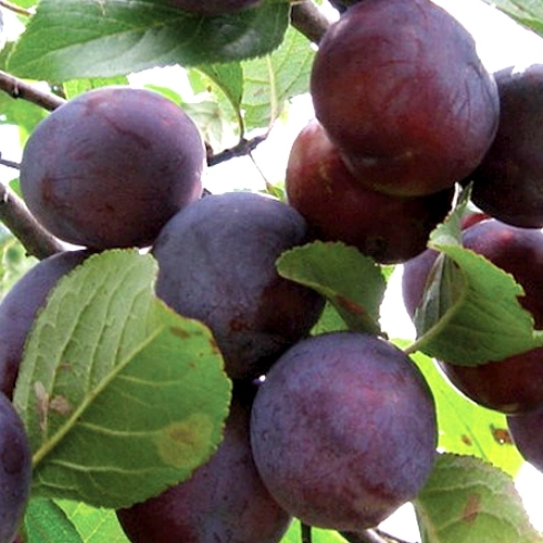 

Саженцы слива Этюд AGROVIDA agrovida-4817ЗКС 1 шт.