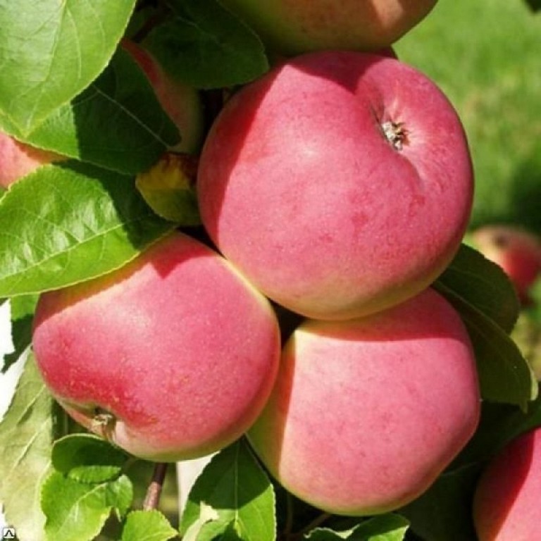 

Яблоня Мелба саженец Agrovida agrovida-5897ЗКС 1 шт