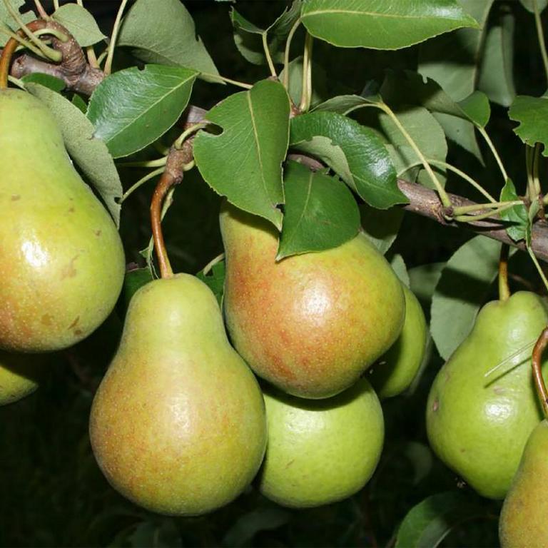 Груша Июньская Фото
