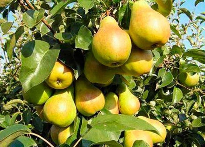 

Саженцы груша Скороспелка из Мичуринска AGROVIDA agrovida-1648ЗКС 1 шт.