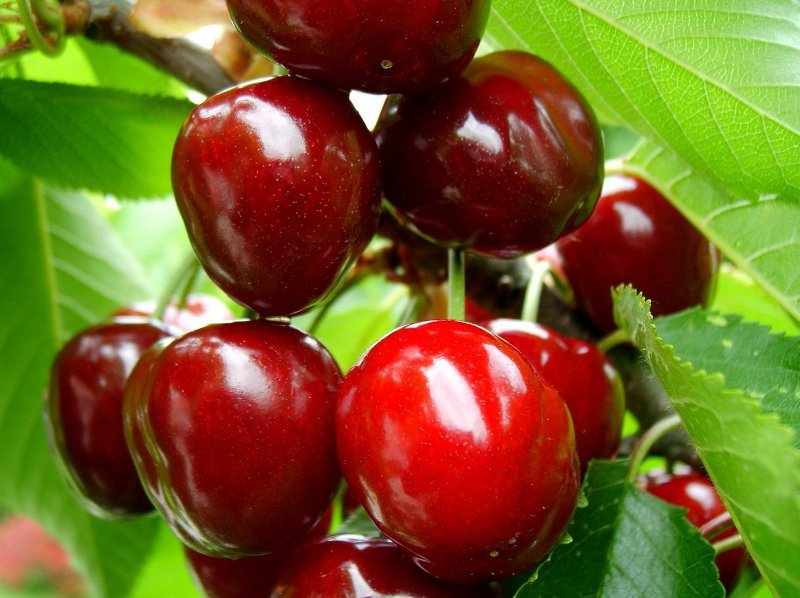 

Саженцы вишня Изобильная AGROVIDA agrovida-0681ЗКС 1 шт.