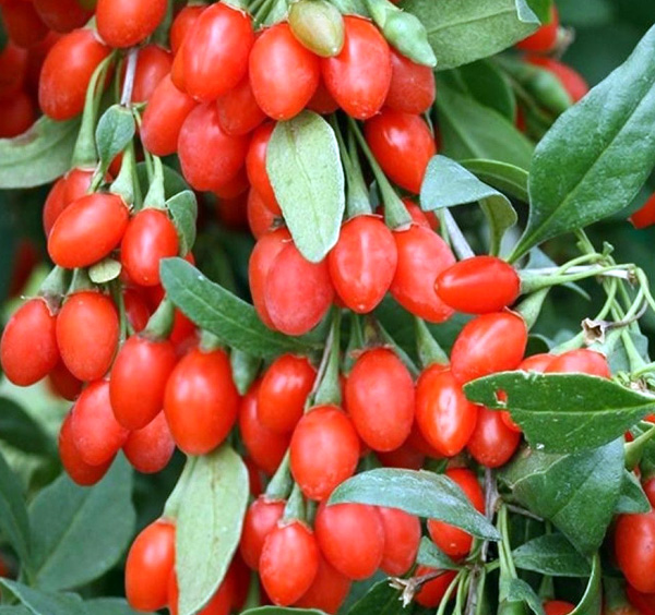 

Саженцы годжи Годжи Нью Биг AGROVIDA agrovida-1366ЗКС 1 шт.