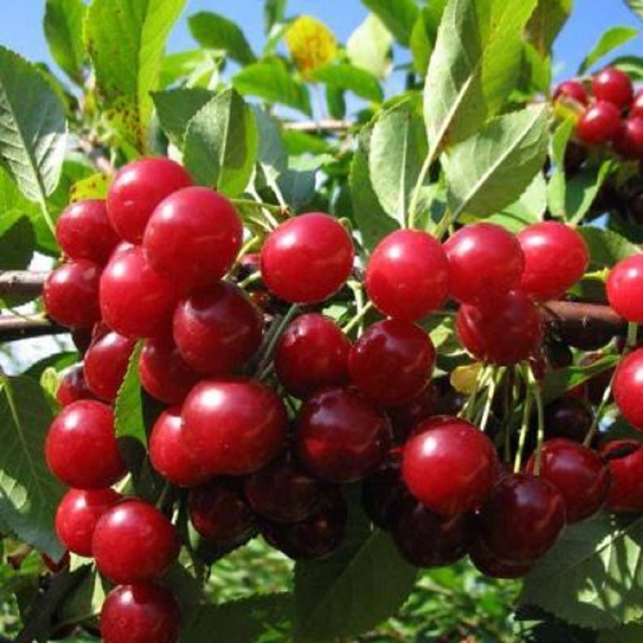 

Саженцы вишня степная Изобильная AGROVIDA agrovida-0722ЗКС 1 шт.