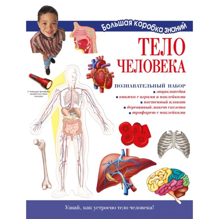 

Тело человека. Познавательный набор. Торчинская М. О.