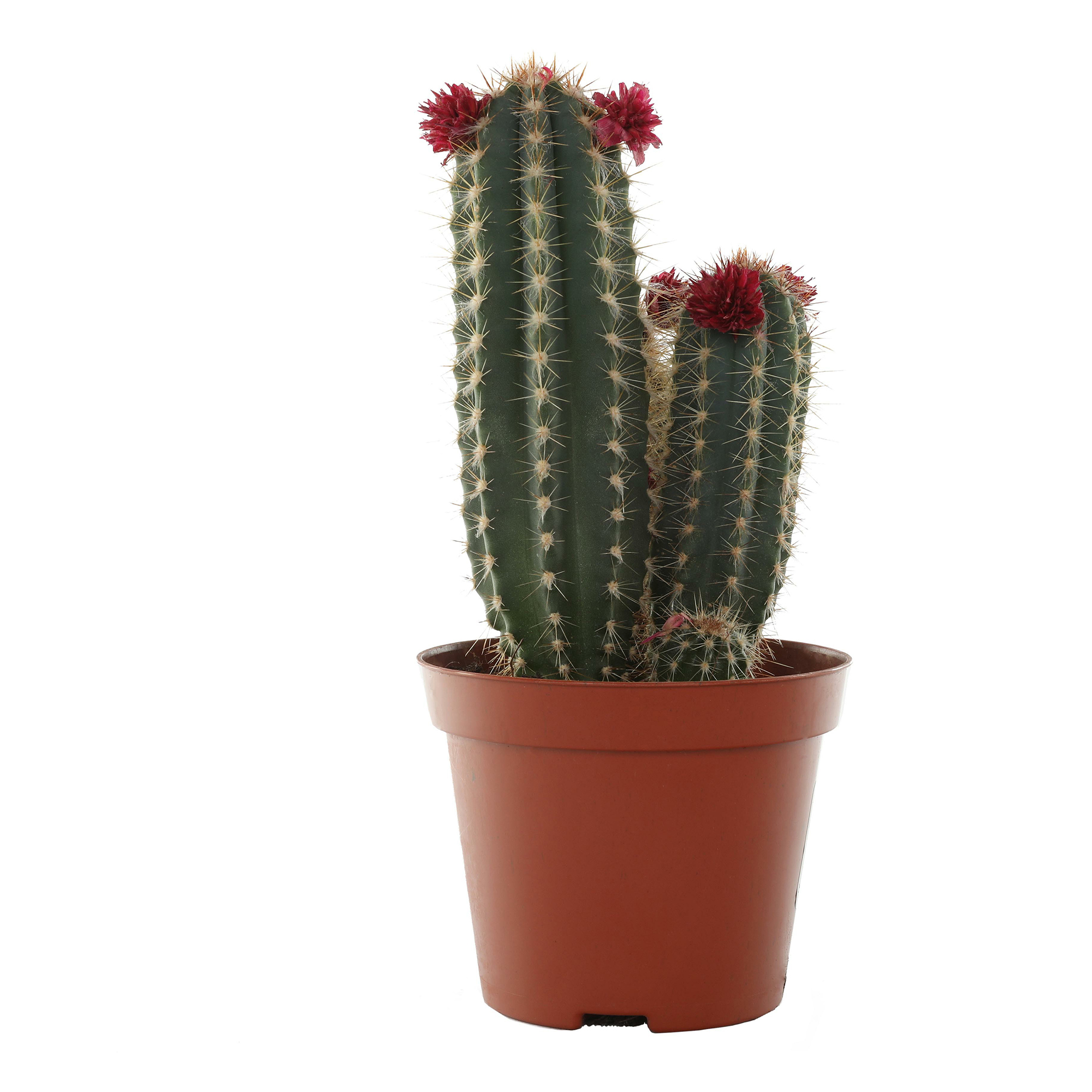 

Кактус Cactus Mix deco h15 см d8,5 см