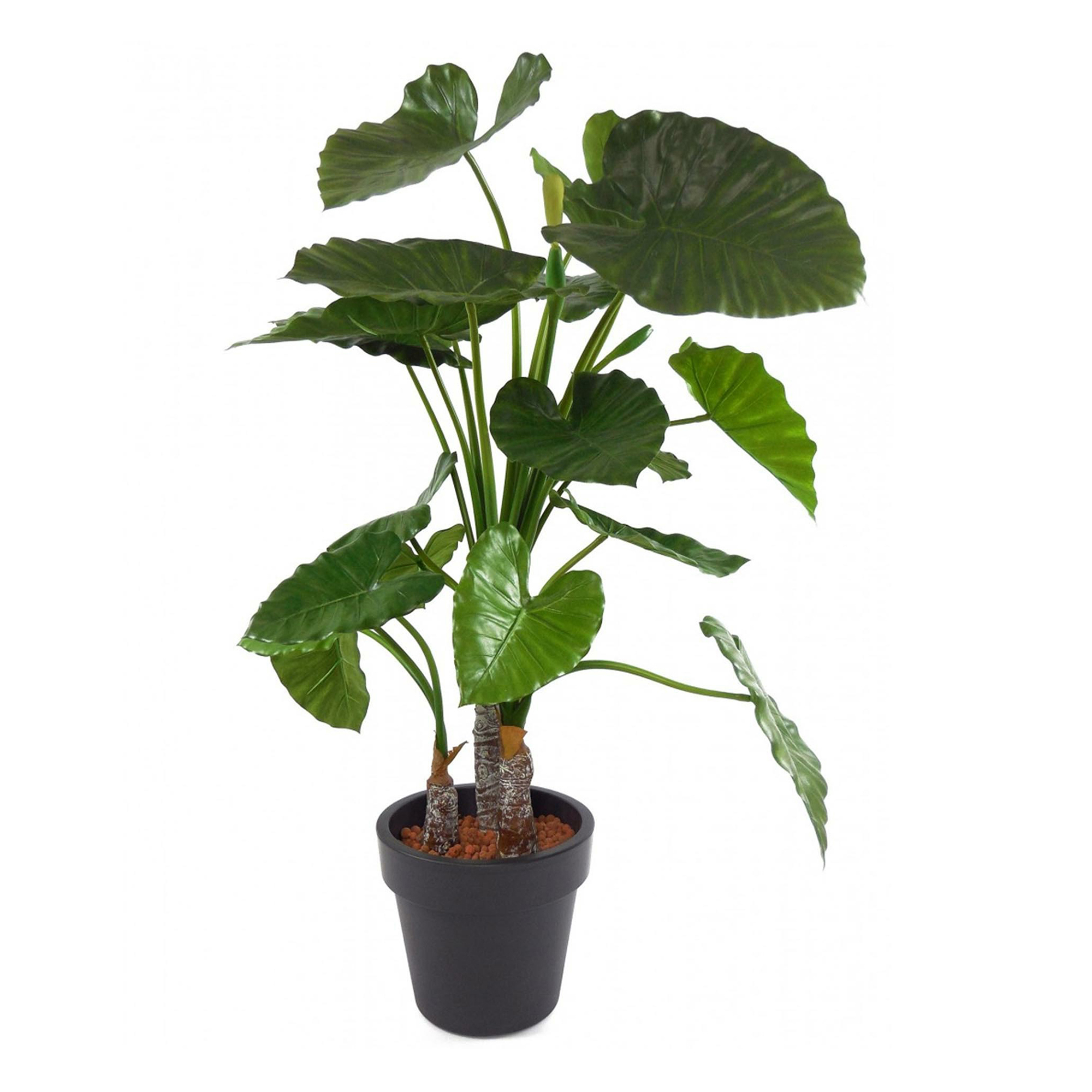 

Алоказия Alocasia Mix h60 см d17 см