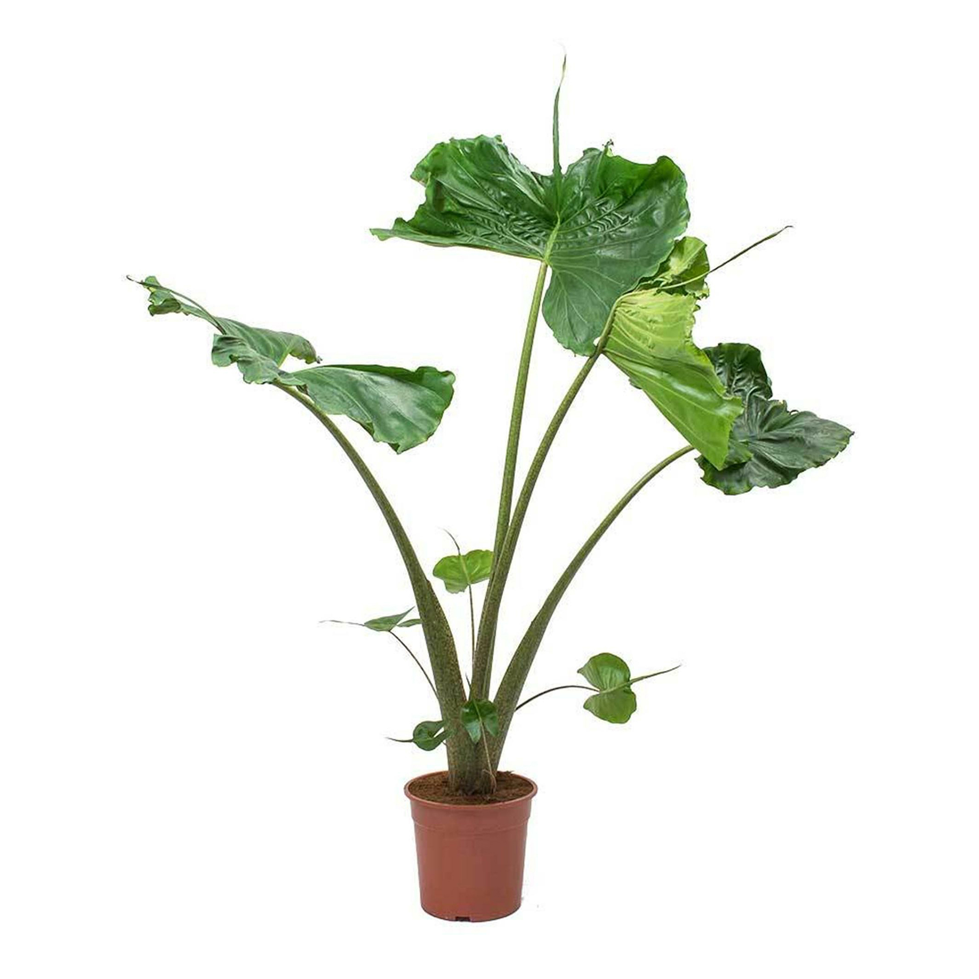 

Алоказия Alocasia Macrorrhiza h75 см d17 см