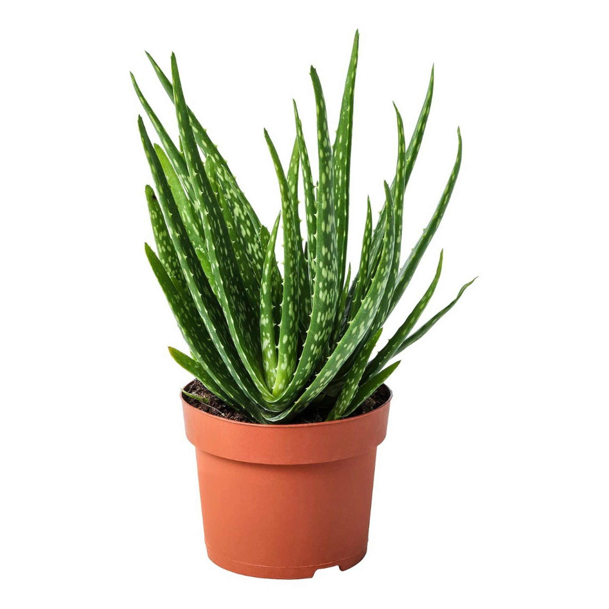 

Алоэ Aloe Mix h25 см d8 см