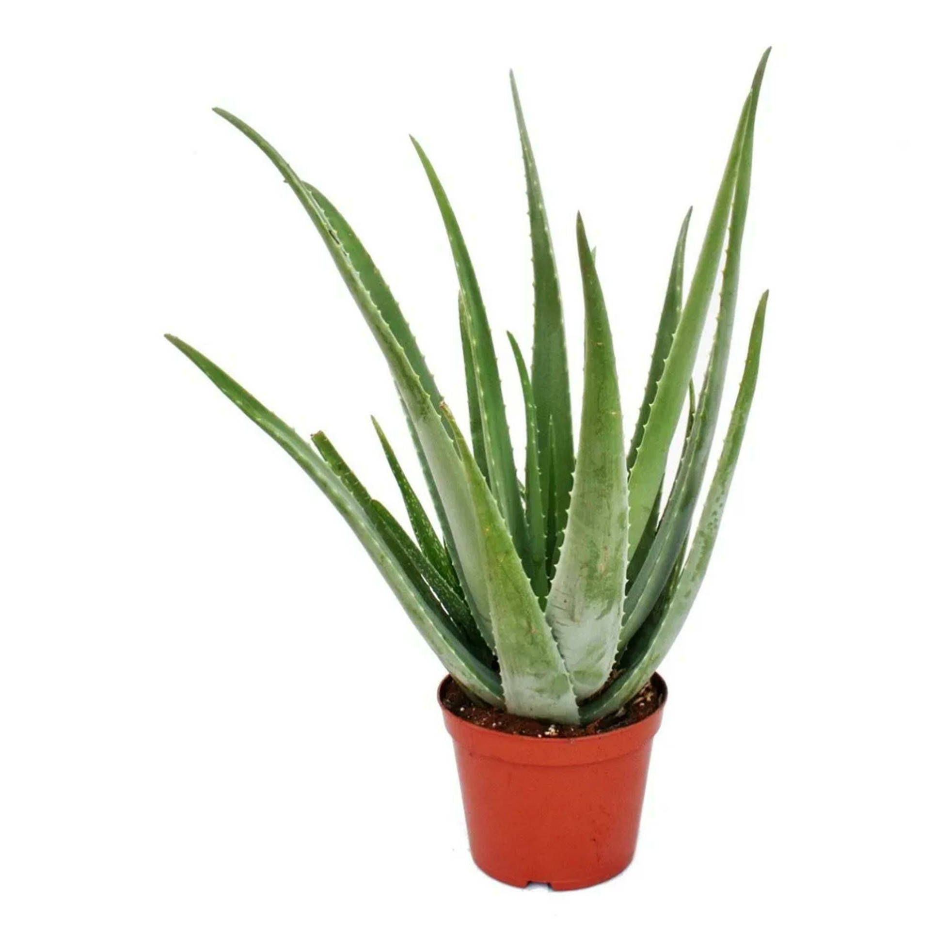 Алоэ Aloe Vera h25 см d10,5 см