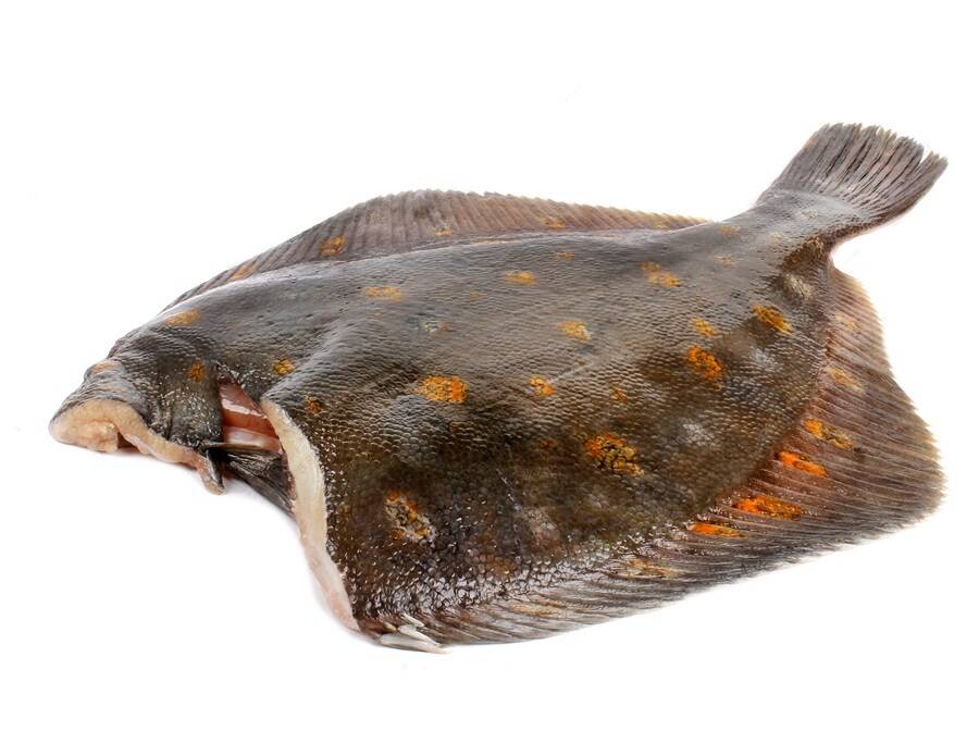 Камбала фото рыбы с головой