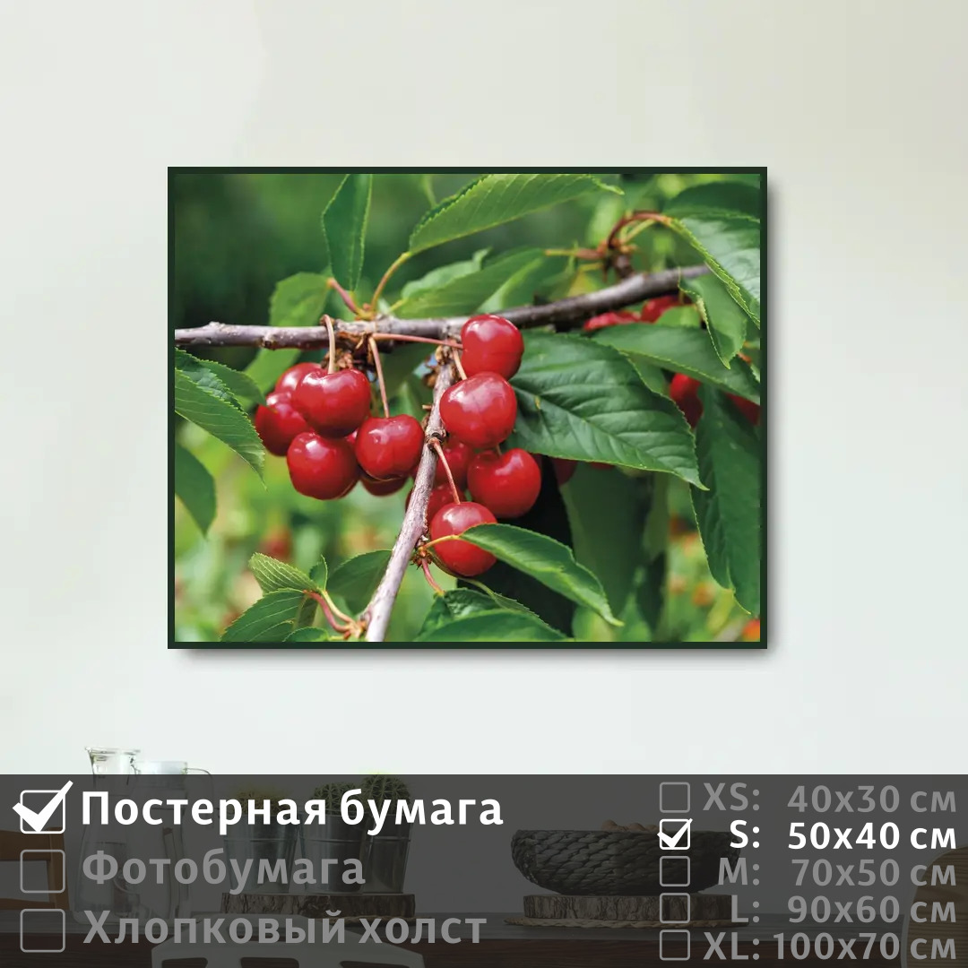

Постер на стену ПолиЦентр Летняя ветка вишни 50х40 см, ЛетняяВеткаВишни