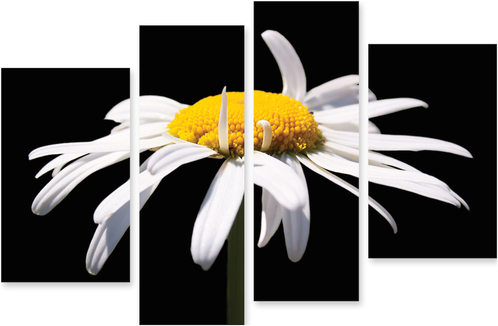 

Картина модульная на холсте Модулка Ромашка 90x62 см, 239