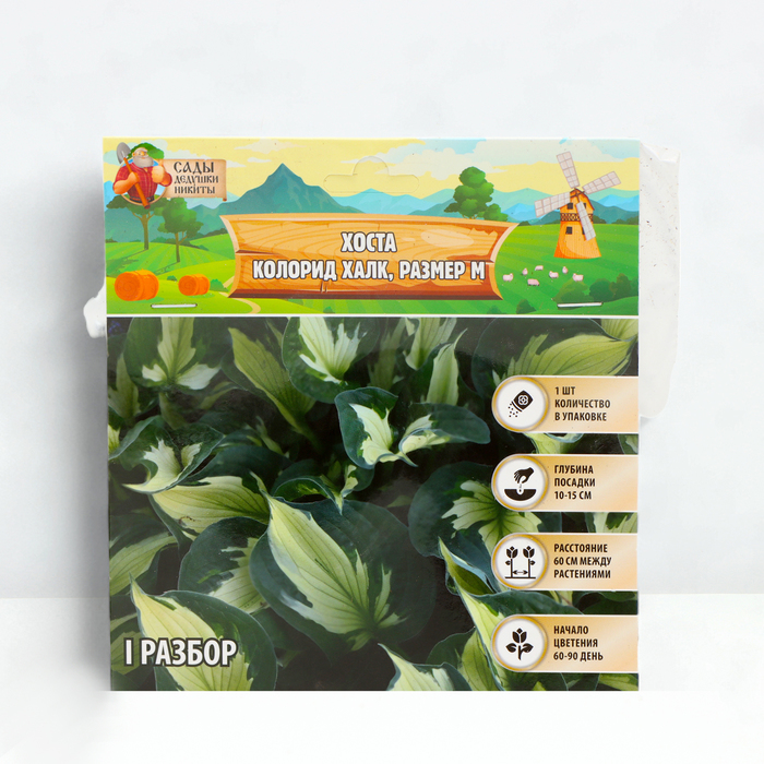Хоста Colored Hulk р-р I размер M Сады Дедушки Никиты 1 шт Весна 2024