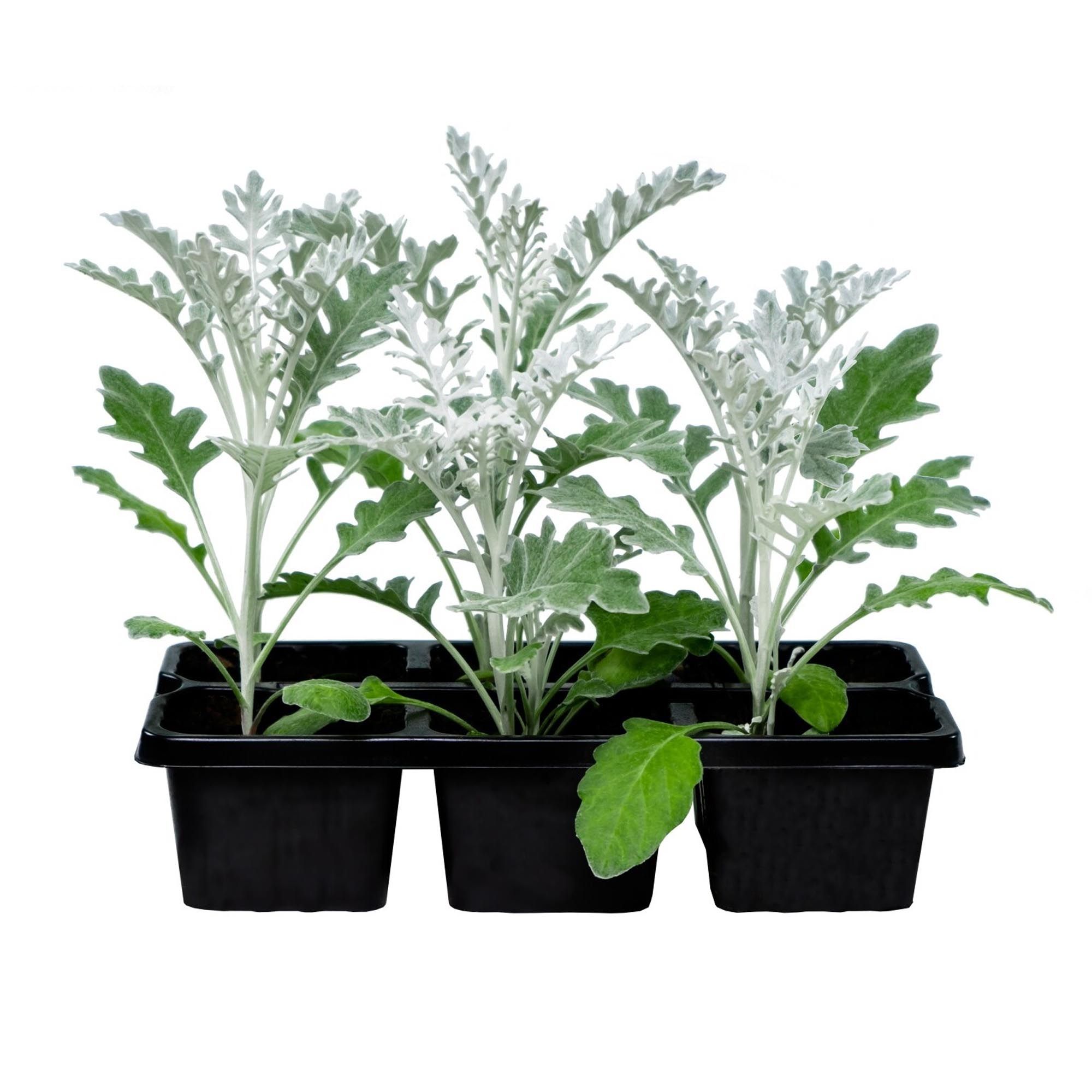 

Цинерария h15 см 6 шт