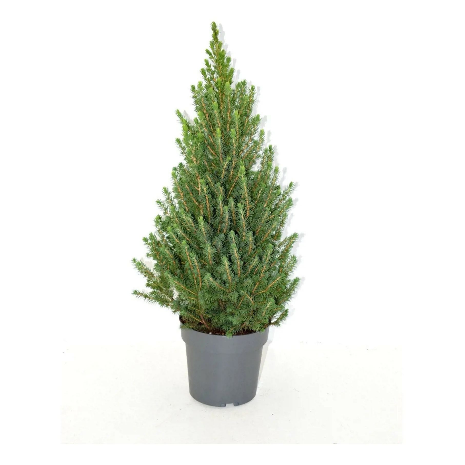 

Семена можжевельник Блю Свиде PlantMarket 1 уп.
