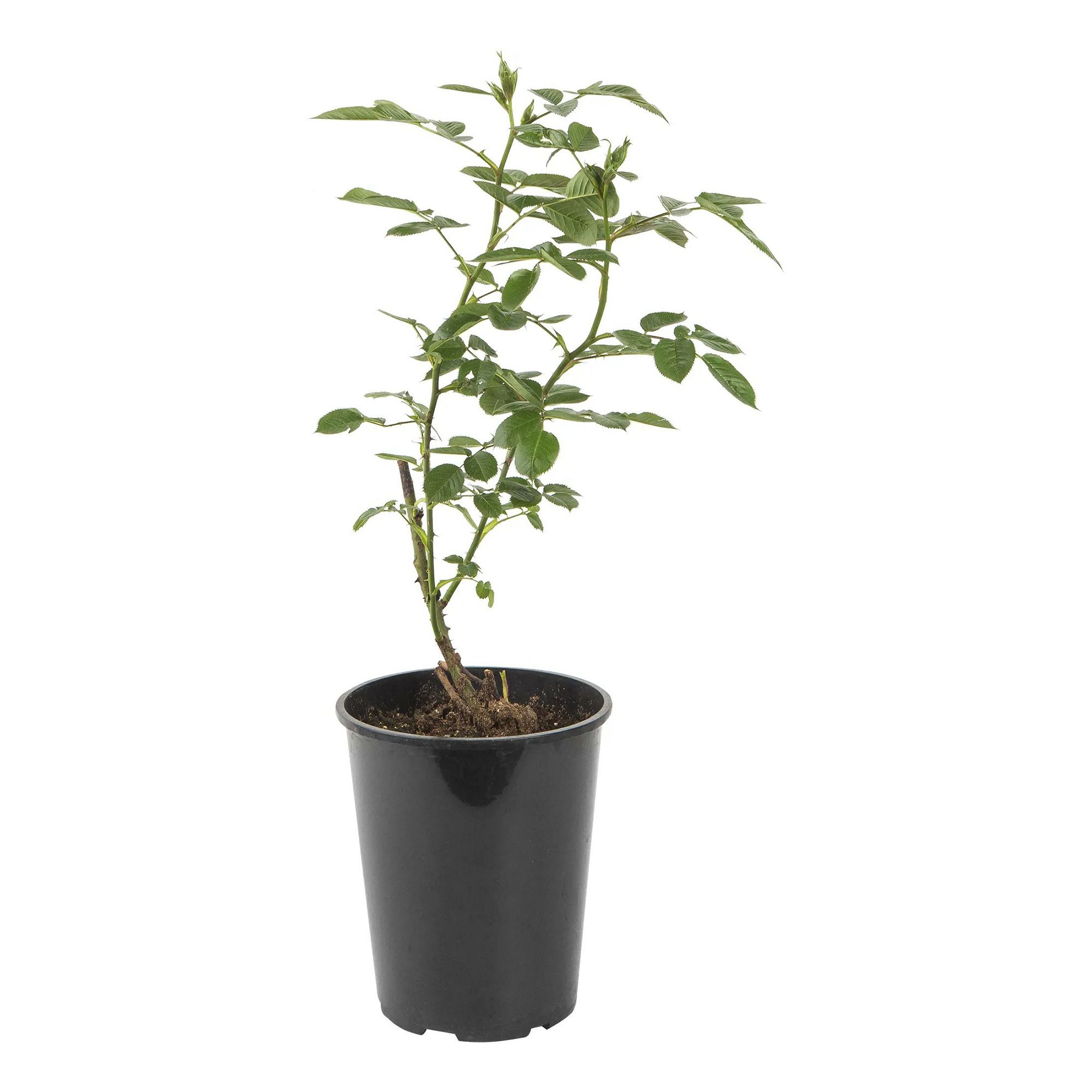 

Роза флорибунда Лили Марлен С4 PlantMarket