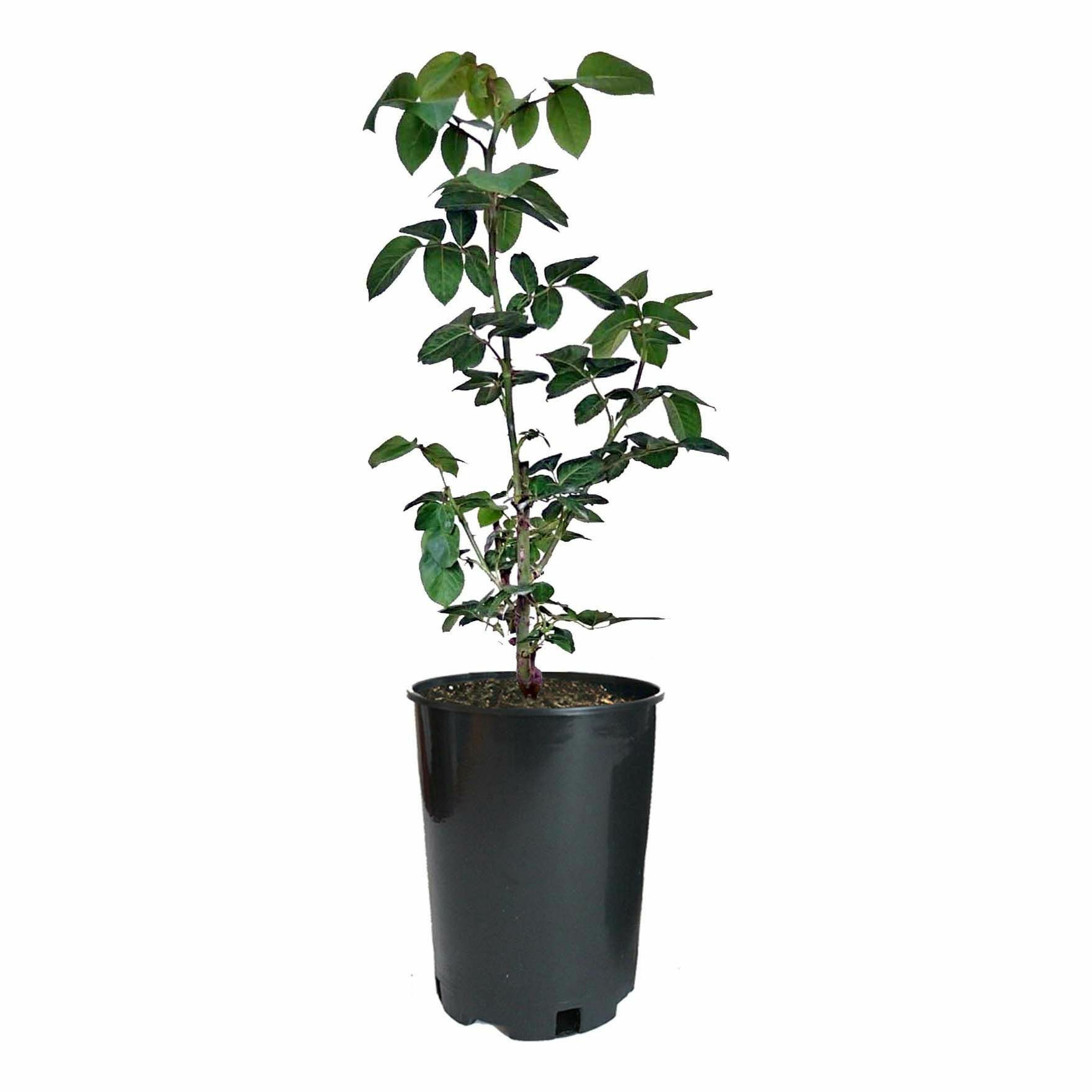 

Саженцы роза Уильям Шекспир PlantMarket 6 шт.