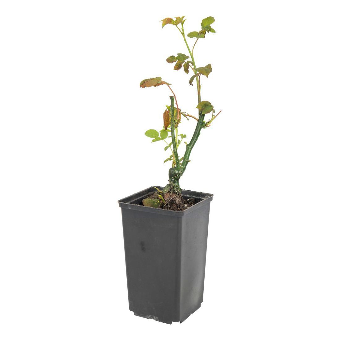 

Саженцы роза Тиара PlantMarket 6 шт.